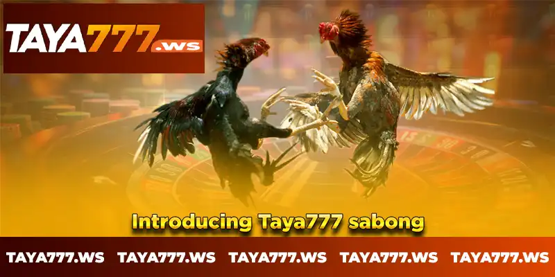 Introducing Taya777 sabong online Introducing Taya777 sabong online
