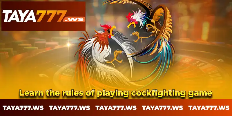 Learn the rules of playing cockfighting game Learn the rules of playing cockfighting game